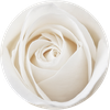 Cellule staminali della rosa bianca - Matis Paris