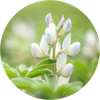 Estratto di Lupino bianco - Matis Paris Estratto di Lupino bianco - Matis Paris
