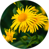 Arnica - Matis Paris