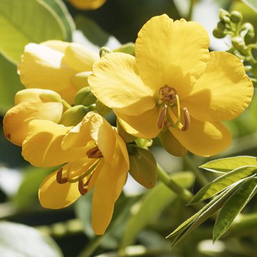La protagonista: Cassia Angustifolia - Matis Paris La protagonista: Cassia Angustifolia - Matis Paris