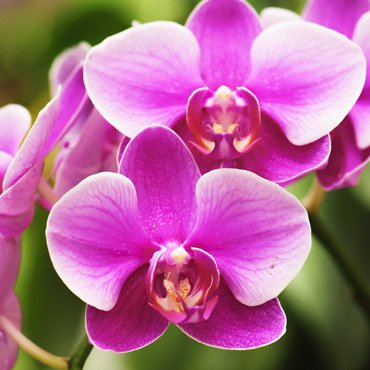 La protagonista: l'Orchidea Porpora - Matis Paris La protagonista: l'Orchidea Porpora - Matis Paris