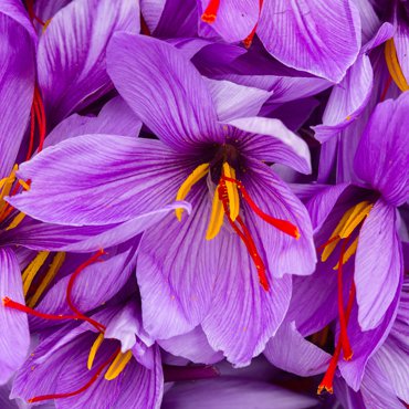 Il protagonista: il Fiore di Zafferano - Matis Paris Il protagonista: il Fiore di Zafferano - Matis Paris
